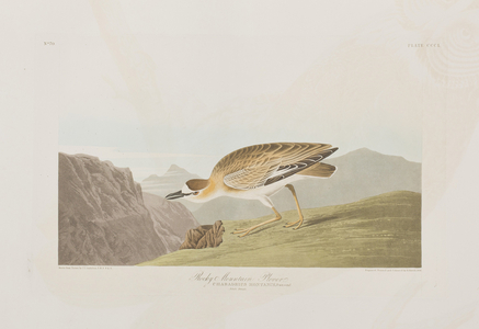 Illustration from 'Birds of America', 1827-38 (hand-coloured engraving & aquatint)