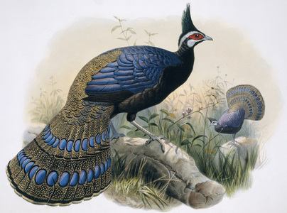 Polyplectron napoleonis
