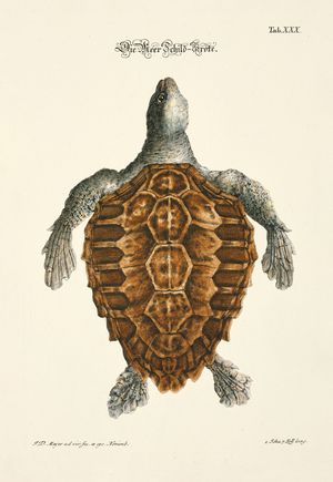 The Sea Turtle, 1748 (hand-coloured copperplate engraving)
