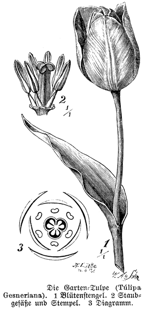 Garden tulip