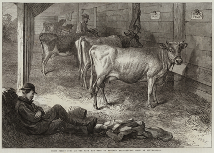 Prize Jersey Cows at the Bath and West of England Agricultural Show at Southampton (engraving)