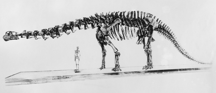 Skeleton of a brontosaurus and human skeleton in the New York Museum of Natural History, 1927