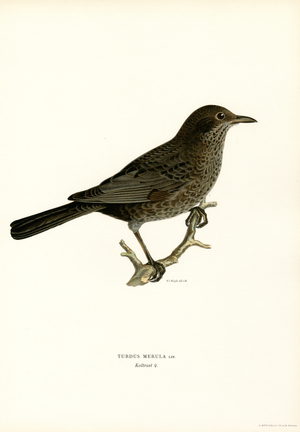 Blackbird (colour litho)