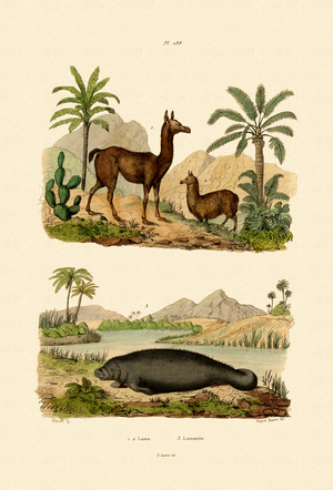 Llama, 1833-39 (coloured engraving)