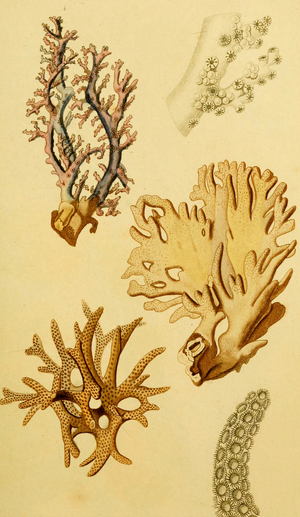 Oculine - Rose Coral