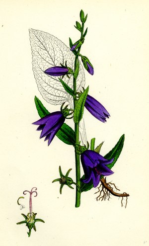 Campanula Rapunculoides Creeping Bell-Flower