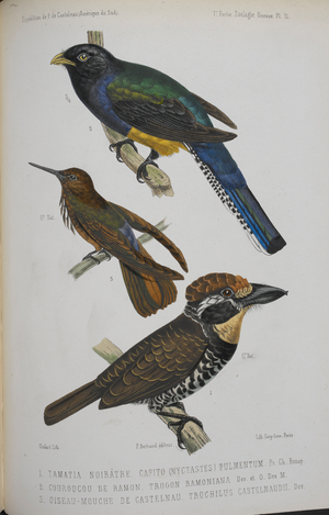 1. Tamatia Noiratre Capito (Nyctastes) Pulmentum.
2. Couroucou de Ramon. Trogon Ramoniana.
3. Oiseau-Mouche de Castelnau. Trochilus Catelnaudii.