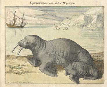 Maps. C.4.c.1, vol. 1A walrus.[Atlas maior.] Geographia, quæ est Cosmographiæ Blavianæ pars prima, etc.Joan Blaeu and Tycho BraheAmsterdam, 1662