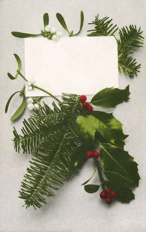Holly, spruce and mistletoe, Christmas greetings card (colour photo)