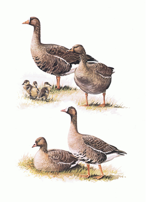 Lesser White Fronted Geese with young, illustration from'Wildfowl of Europe', 1972 (colour litho)