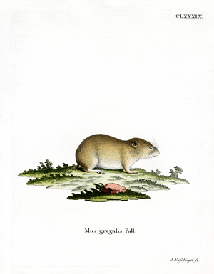 Narrow-headed Vole (coloured engraving)