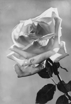 Rosa, primo piano (postcard)