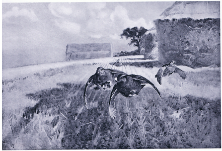 Over the stubble (litho)