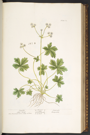 Plate 63, Sanicle Self-Heal, from 'A Curious Herbal', 1737 (coloured engraving)