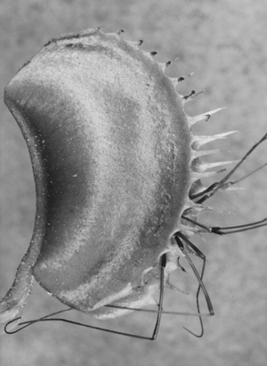 Close-up of a Venus Flytrap (Dionaea muscipula)
