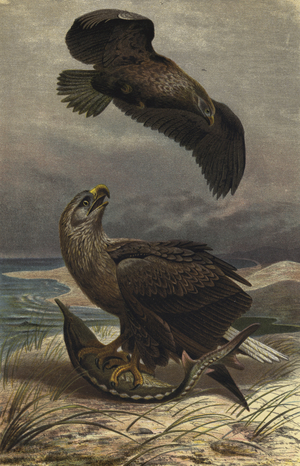 Seeadler (chromolitho)