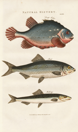 Marine Fishes: Lumpsucker, Shad and Anchovy, 1813 (engraving)