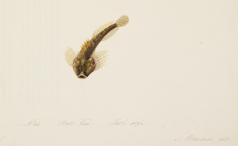 Bull-head fish