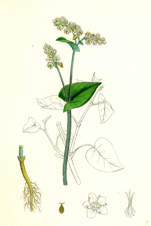 Polygonum Fagopyrum Common Buckwheat