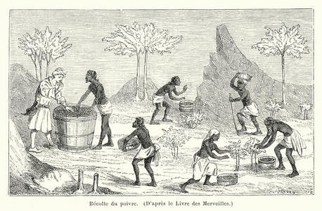 Recolte du poivre (engraving)