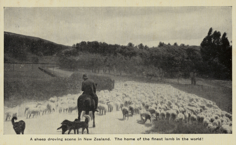 A sheep droving scene in New Zealand (b/w photo)