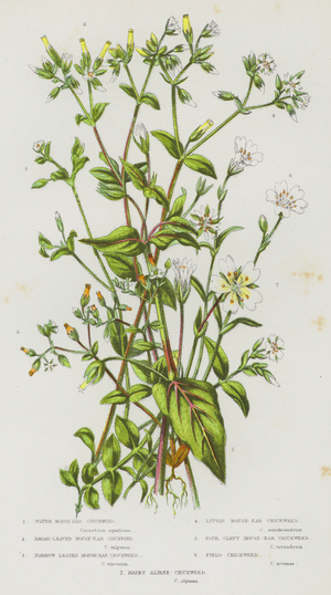 The Flowering Plants of Great Britain, c.1880 (litho)