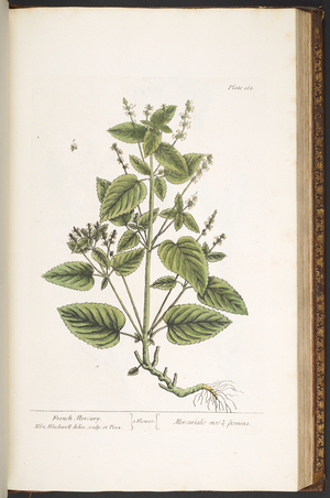 Plate 162, from 'A Curious Herbal', 1737 (coloured engraving)