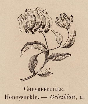 Le Vocabulaire Illustre: Chevrefeuille; Honeysuckle; Geiszblatt (engraving)