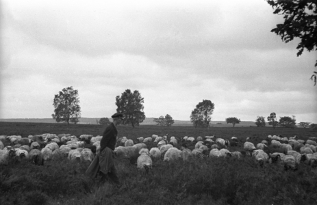 Heidschnucke in the Lueneburg Heath, around 1935 (photo)