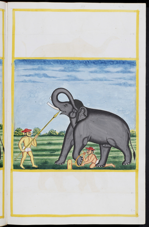 Palakapya' s Gajashastra, Elephant lore, 1974-1978 (illumination)