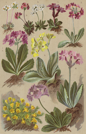 Alpine flora (chromolitho)