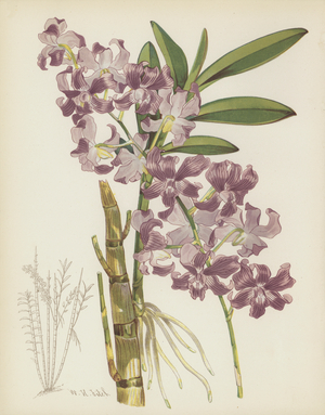 Dendrobium Superbiens (chromolitho)
