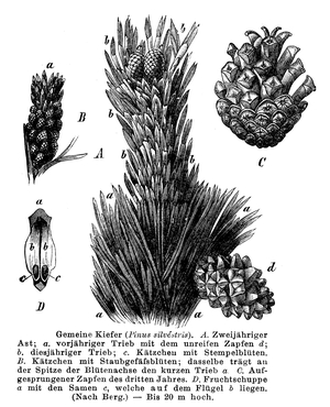 Pine
