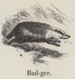 Badger (engraving)