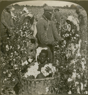 Picking cotton on a plantation in North Carolina, USA (b/w photo)