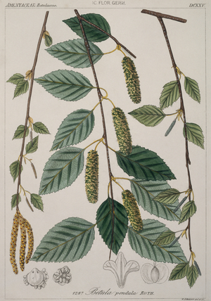 Betula verrucosa