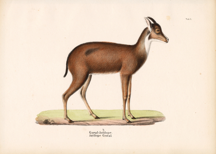 Goral Antelope in profile, 1848 (lithography)