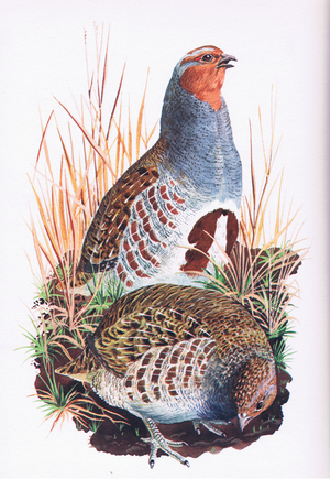 Partridges, from Our Bird Book published by Collins, 1947 (colour litho)