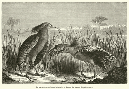 Le kagou, rhynochetos jubatus (engraving)