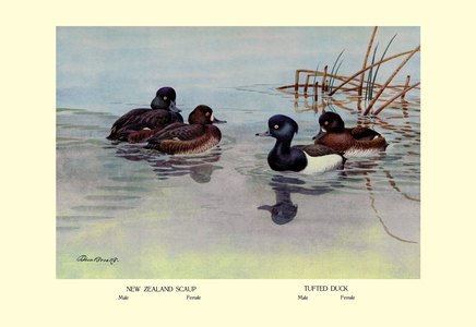 New Zealand Scaup and Tufted Ducks, 1923 (print)