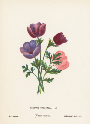 Wild Flowers of the Holy Land: Anemone Coronaria; Anemones (coloured engraving)
