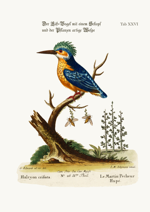 The Crested Kingfisher, 1749-73 (coloured engraving)