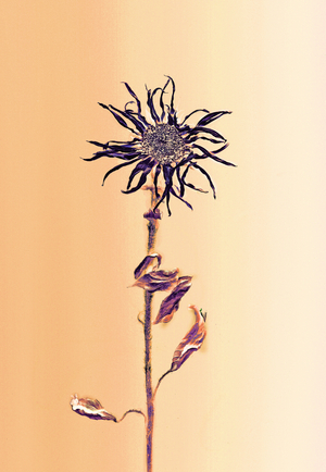 Ancient flower -apricot, 2025 (photo)