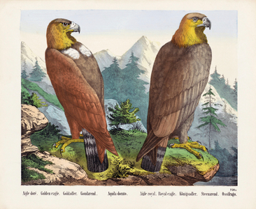 Two Golden Eagles.  After a 19th century print.