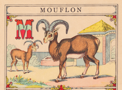 M: Sheep