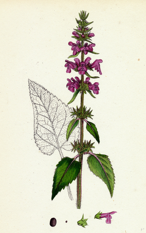 Stachys Sylvatica Hedge Woundwort