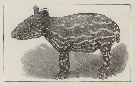 A Javanese Tapir (engraving)