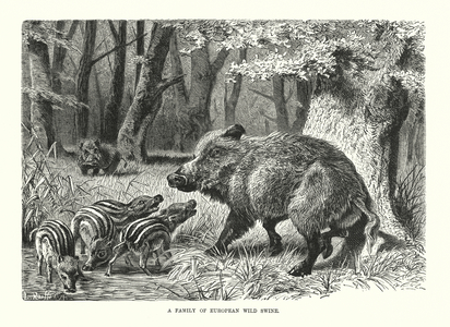 European wild swine (engraving)
