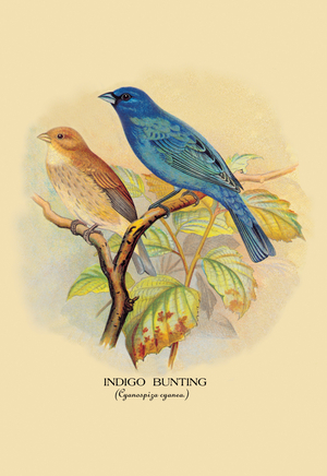 Indigo Bunting, 1899 (print)