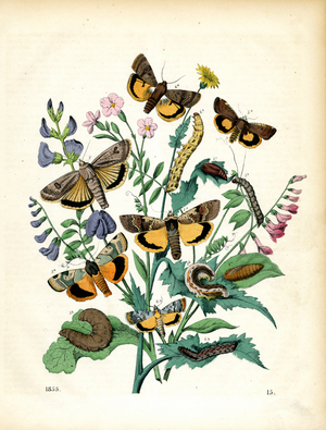 Night Moths and Their Development Stages on Meadow Plants (hand-coloured litho)